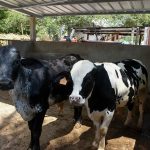 San Martín: En octubre nacerán primeros vacunos mediante inseminación artificial