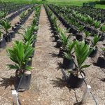 Ucayali: Desarrollan variedad de palma aceitera con alta calidad genética