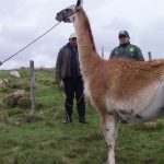 Junín: Buscan mejorar genética de llamas en Yauli