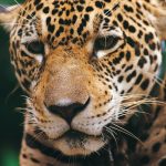 Solicitarán conservación del jaguar con la máxima protección de la CMS