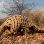Especulan sobre origen animal del Coronavirus