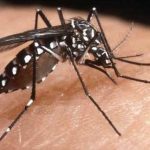 Dengue: El virus que provoca la emergencia sanitaria en Perú