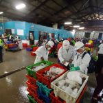 Decomisan más de 273 toneladas de recursos marinos ilegales