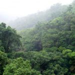 Investigan el valor de la Amazonía como sumidero de carbono