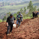 Agricultores incrementan producción de tarwi en La Libertad