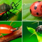 Estudio advierte la extinción de medio millón de especies de insectos