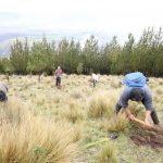 Junín: Instalan mil plantones en localidad de Cochas Chico