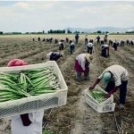 Minagri y productores forman alianza para garantizar alimentos