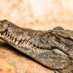 Los cocodrilos sobrevivirían al calentamiento global
