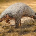 El origen del Covid-19 estaría en el pangolín