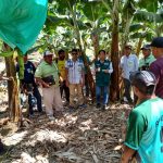 Piura: Intentan prevenir erwinia en el cultivo del banano