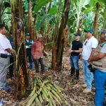 Minagri desarrollará tecnología para proteger al banano orgánico