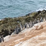 Moquegua: Conozca Punta Coles, una de las reservas más importantes del país