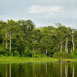 Lección a sacar de la pandemia es la de respetar a los bosques y su biodiversidad