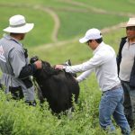 Arequipa: Nacen 44 crías de ganado vacuno en Lluta con programa de mejoramiento genético