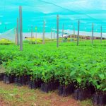 San Martín: Destinarán S/900 mil para reforestar 1000 hectáreas de suelos degradados