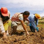 Destacan importancia de la agricultura familiar en tiempos del coronavirus