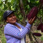 Agentes tecnológicos: Conocimiento y acción para mejorar la producción de cacao en Huánuco