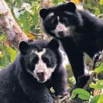 Ayacucho: Iniciarán trabajo de conservación del oso andino
