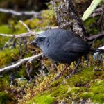 Nuevas especies de aves son descubiertas en áreas naturales protegidas de los andes centrales