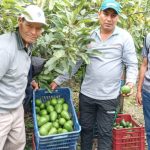Huancavelica: Productores venderán más de 40 toneladas de palta Hass