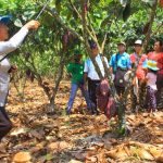 Huánuco: Asesoran a cacaoteros para controlar plagas y enfermedades