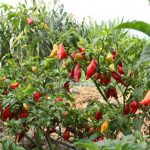 San Martín: Agricultores incrementan producción de ají tabasco