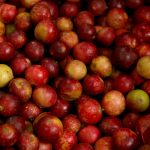Loreto: Desarrollan nueva variedad de camu camu