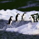 Las especies marinas proliferan en los polos y menguan en el ecuador