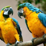 Conservar la vida silvestre permitirá salvaguardar la vida en el planeta
