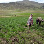 Cusco: Reconocen al Parque de la Papa como zona de agrobiodiversidad