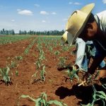 Dirección Regional de Agricultura San Martín cumple 51 años