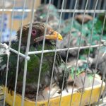 Fauna silvestre en la agenda de salud pública: diez propuestas