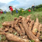 San Martín: Agricultores accederán a Seguro Agrícola Catastrófico