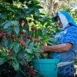 Junta Nacional de Café instaura protocolo para prevenir el Covid-19