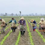 Financian iniciativa para prevenir crisis alimentaria debido al Covid-19