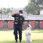 Cómo adiestrar a las mascotas durante la cuarentena