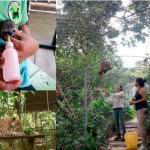 Loreto: Piden apoyo para alimentar animales víctimas de tráfico de fauna