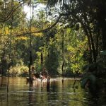 Un mayor conocimiento de la Amazonía fortalecería combate contra las pandemias