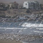 Analizan impacto de la cuarentena por Covid-19 en la conducta animal