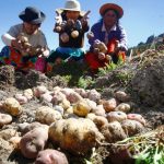 Destacan valor de la agricultura familiar para enfrentar la pandemia del Covid-19