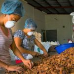Promueven producción y comercialización del cacao en San Martín
