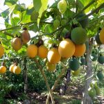 Pasco: Aumenta producción de granadilla con uso de semillas certificadas