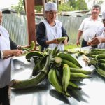 San Martín: Agricultores mejoran productividad y comercialización de harina de plátano