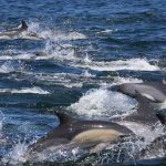 Océano Índico sin delfines