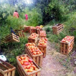 Ayacucho: Productores agrarios se ven amenazados por bloqueo de principales vías