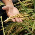 Desarrollan nueva variedad de arroz de alta productividad en el Perú
