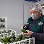 Exportaciones de palta siguen en ascenso pese al Covid-19