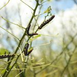 Madre de Dios: Plagas de gusanos asolan plantaciones de yuca