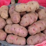 La papa podría convertirse en el alimento ideal durante la cuarentena